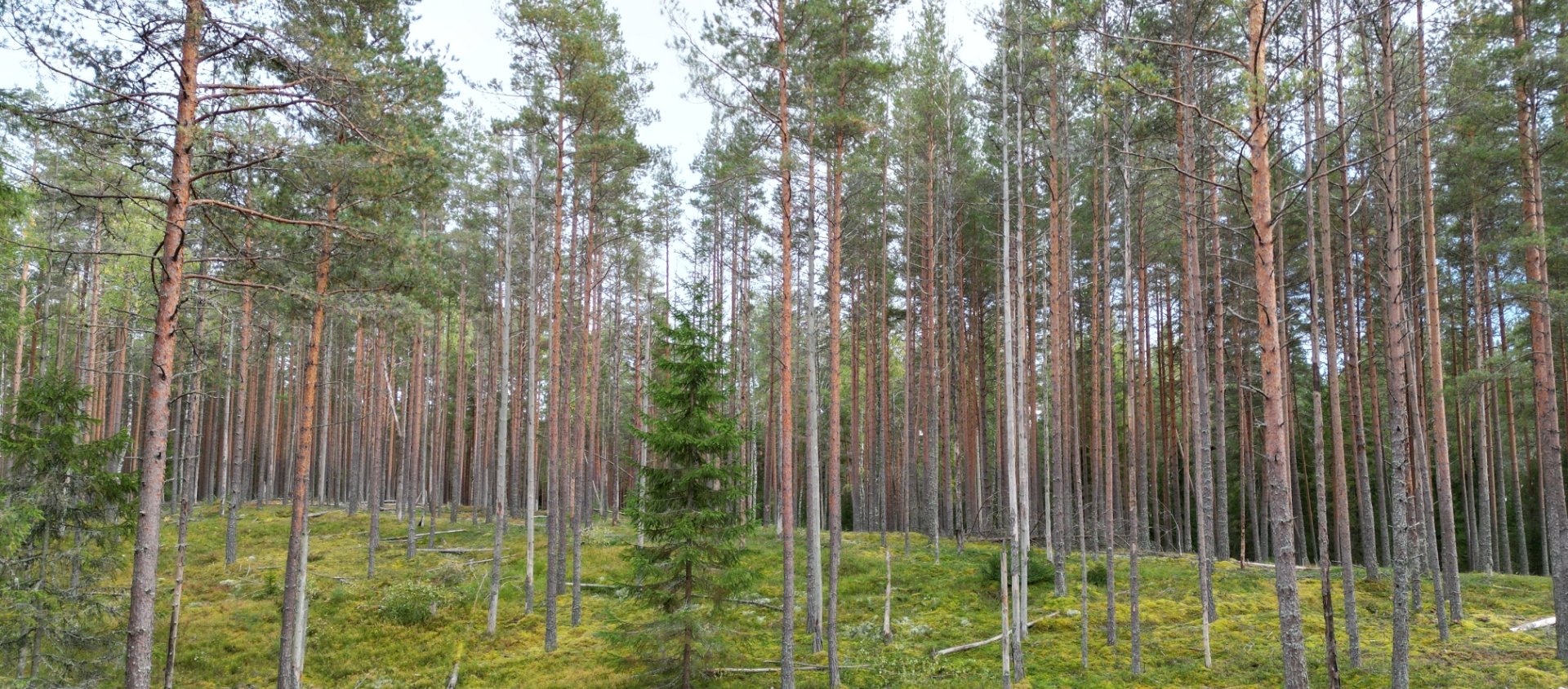 /Files/Images/HD Forest/Field trips/Full page_1920x845.jpg
